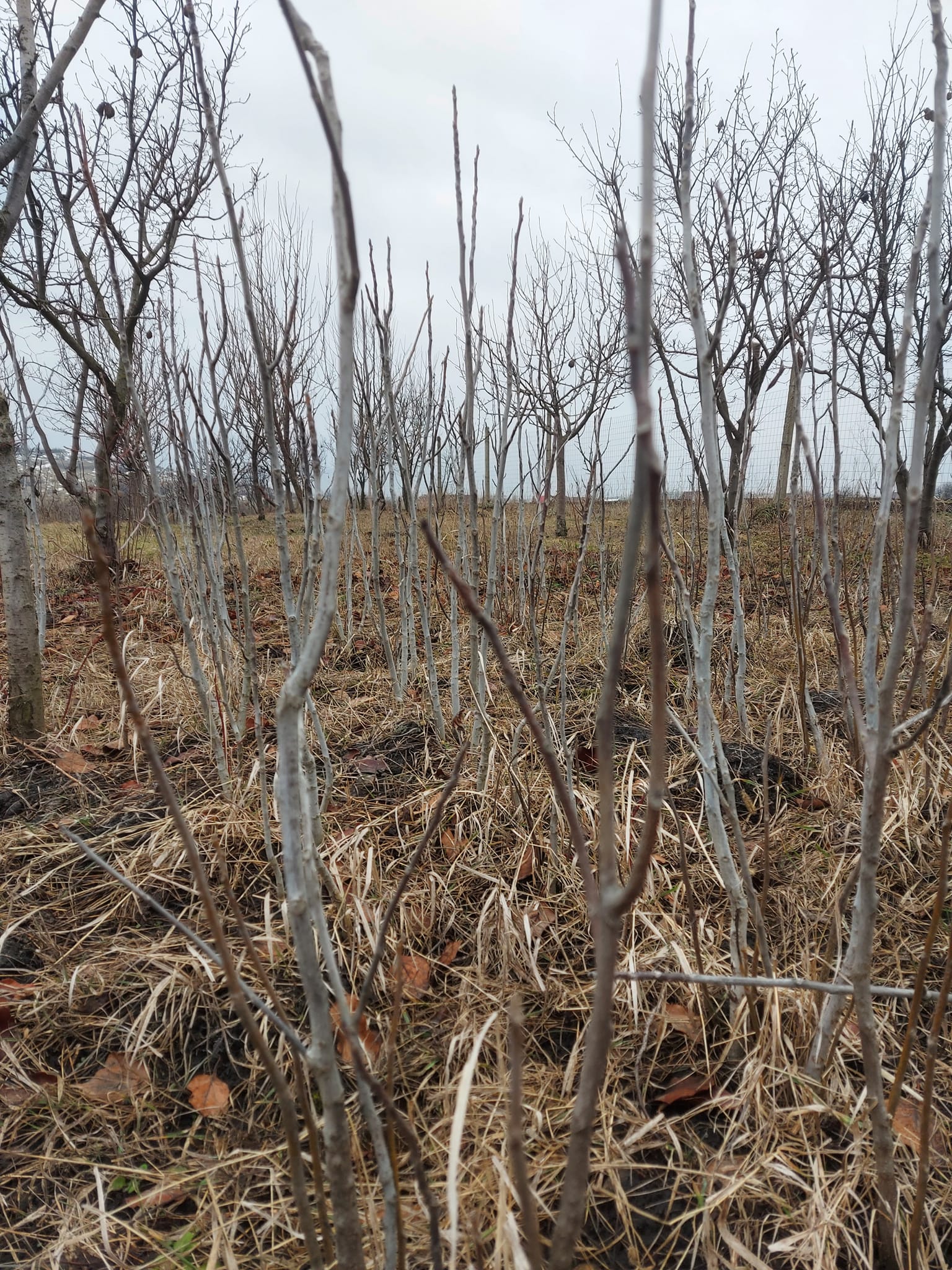 485001086 2796592407199060 3859798828094747312 n