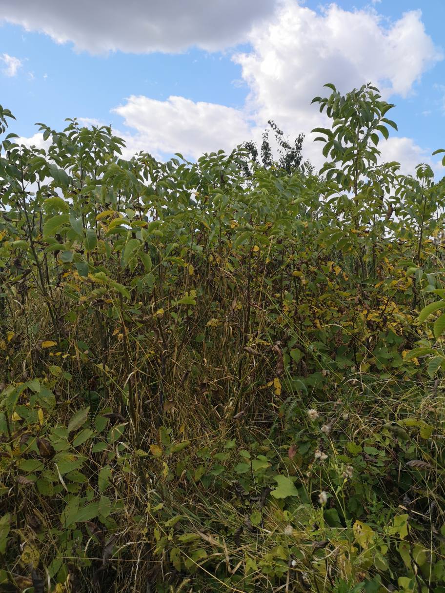 73044604 1260531270805189 4130348432269246464 n