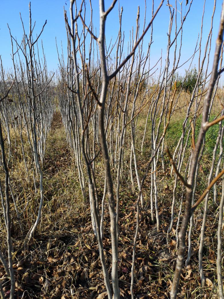 74892352 1260531200805196 7320014085146279936 n