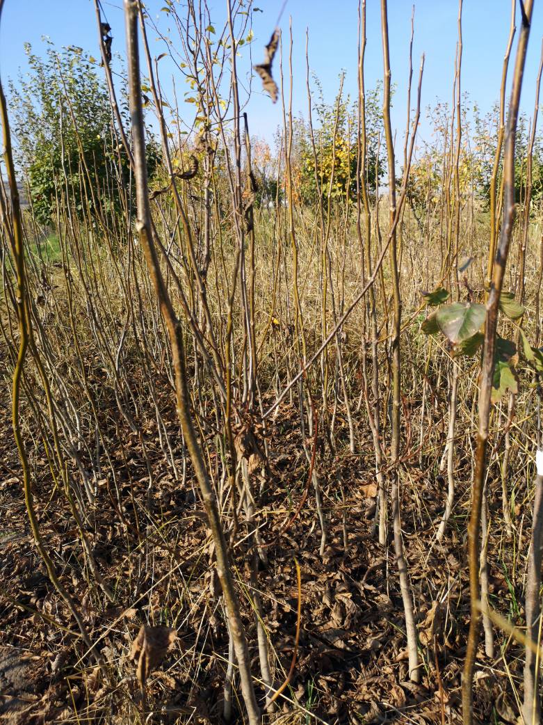 75610761 1260531137471869 1492827406845607936 n