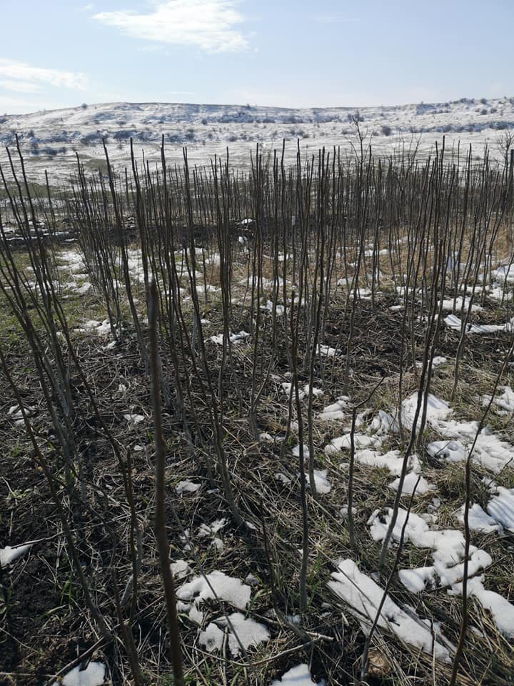 90611949 1410326339159014 5473304630358179840 n