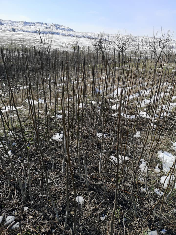 90901280 1410326552492326 7678394106308984832 n